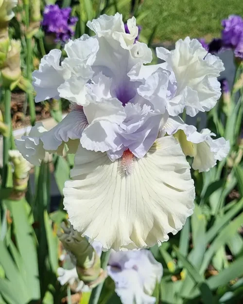 Children Of The Mist