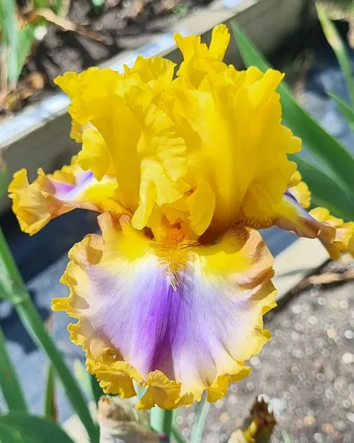 Good Morning Sunshine