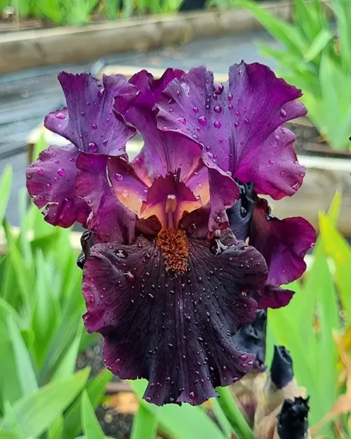 Magicians Apprentice